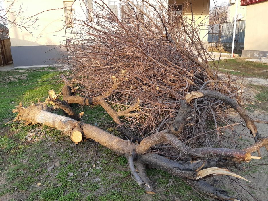 Дрова отдам (бесплатно) Алматы