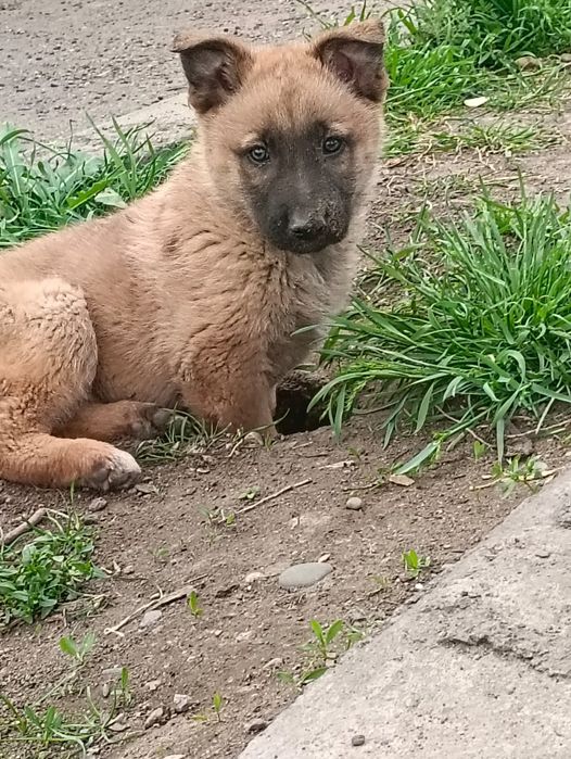 Продам девочку бельгийская овчарка