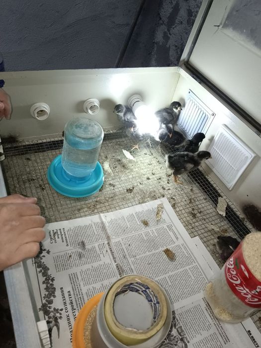 Инкубатор хизмати бор  Услуги инкубатора