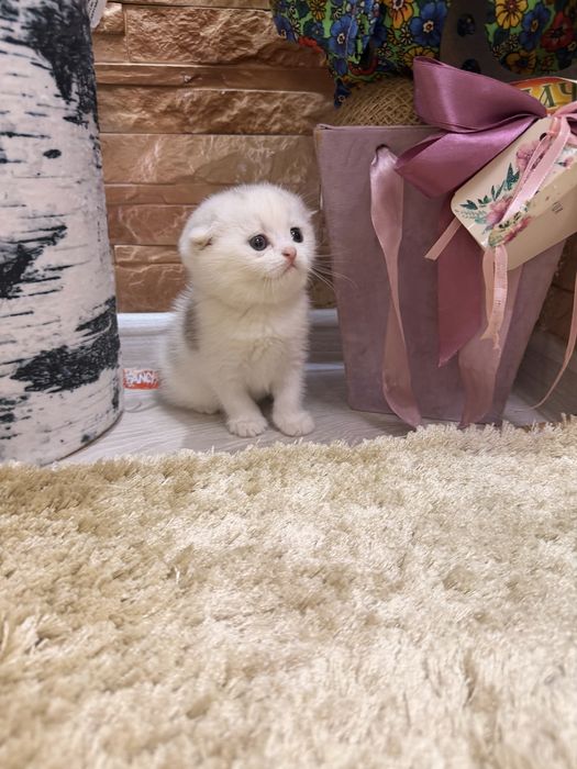 Шотланский Скоттиш Фолд!