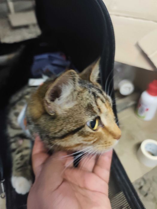 Молодая кошечка ищет дом