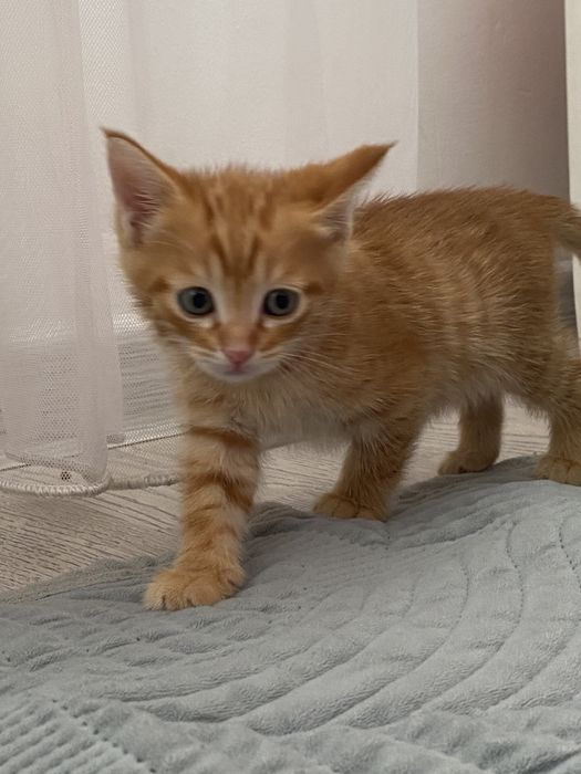 Отдаем котят в добрые и надежные руки