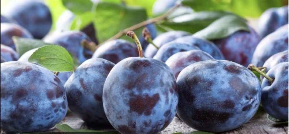 Prune pentru consum gemuri sau tuica