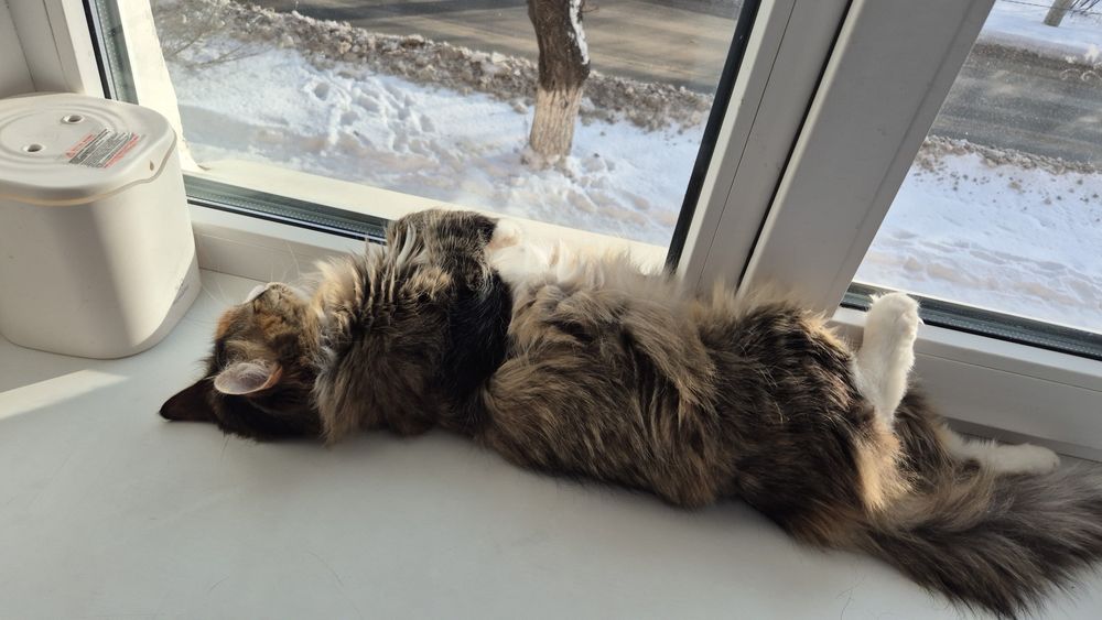 Отдам кошку в добрые руки