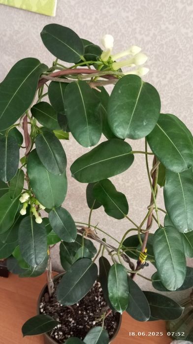 Стефанотис ( Мадагаскарский жасмин)