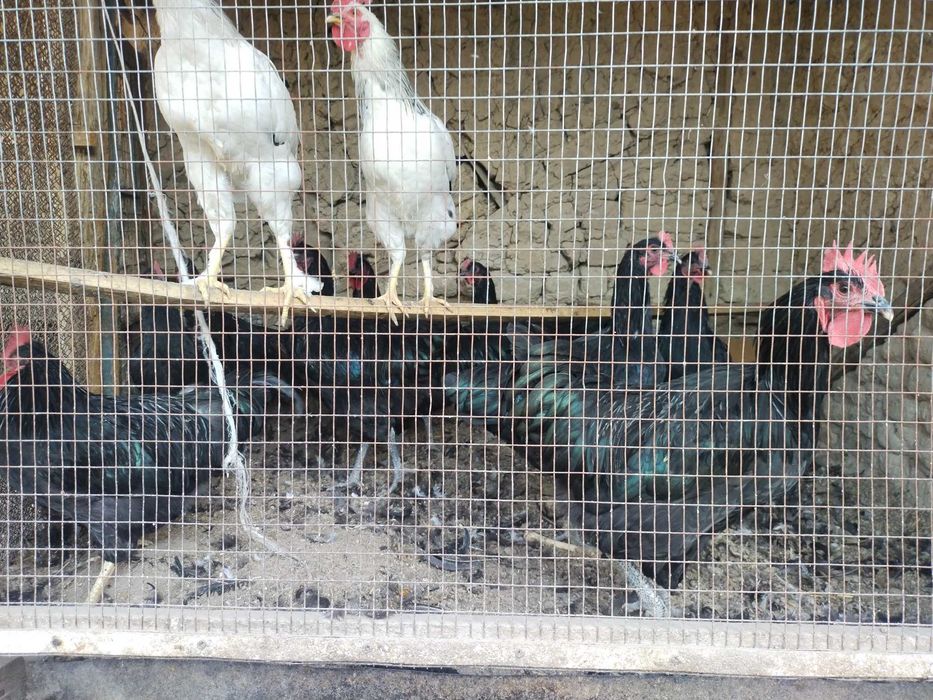 Xoʻroz sotiladi qora shahzodayam bor orasida