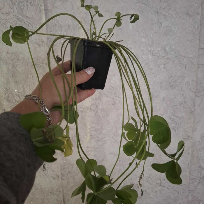 Детелина бяла и розова