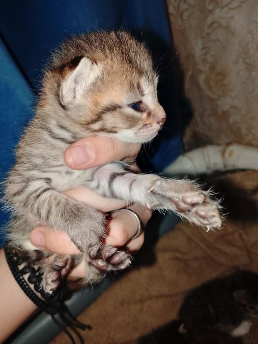 котят маленький красивые