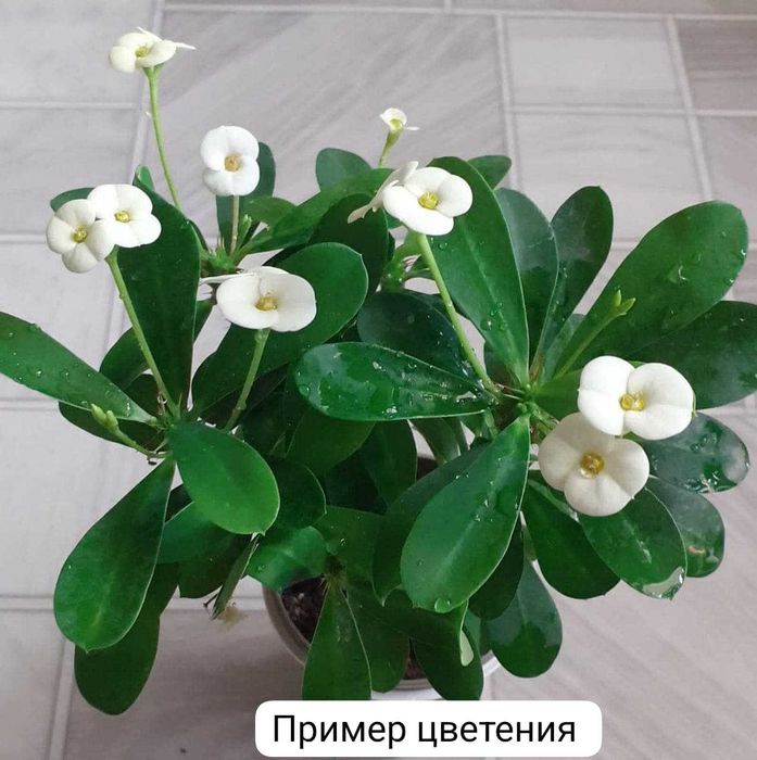 Продам молачай мелкоцветковый