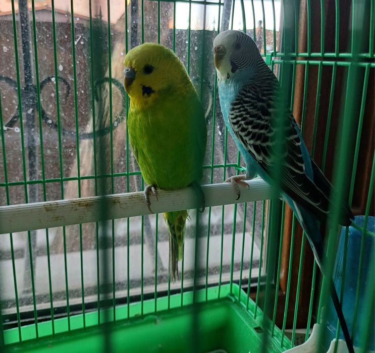 Волнистые попугайчики