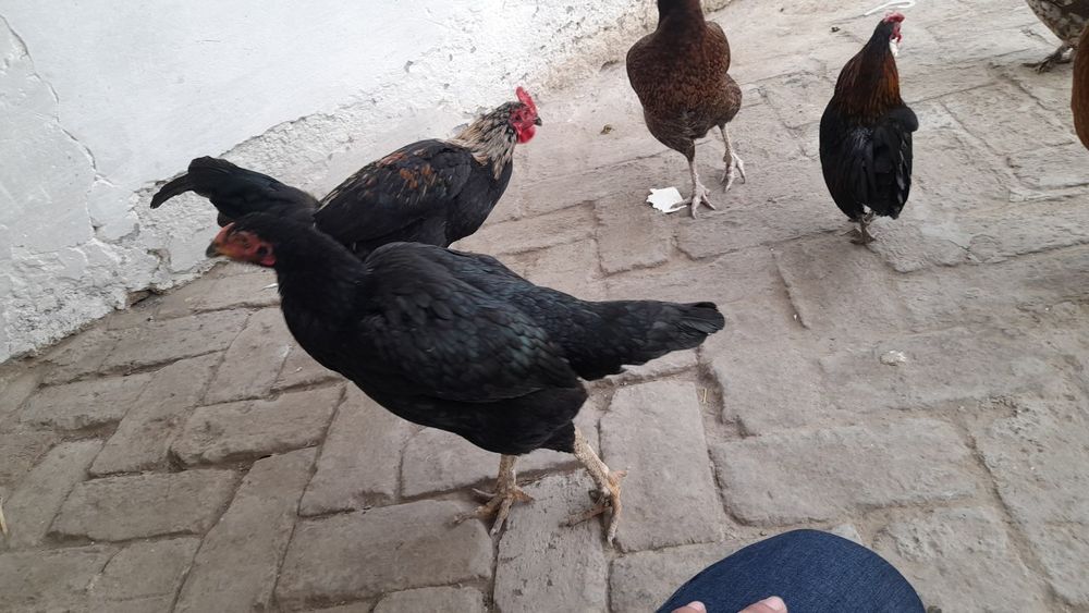 Tovuq kulangi sotiladi toza zotli