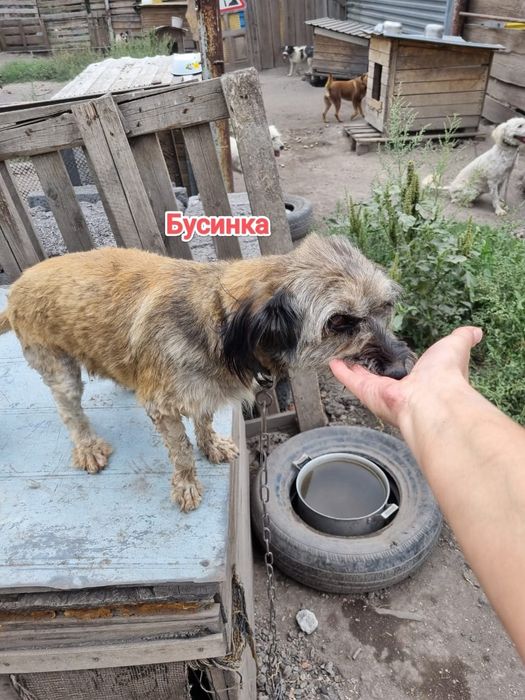 Дарю в добрые и ответственные руки
