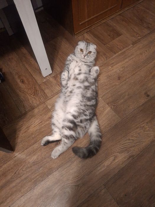 Кошка стерилизованная