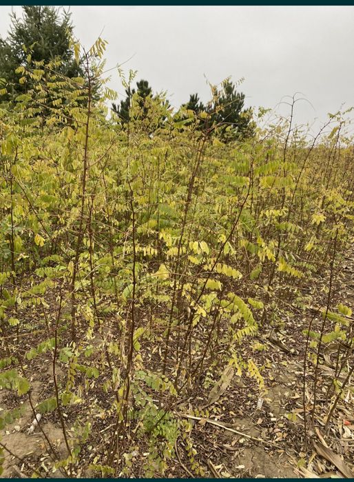 Puieti forestieri salcam frasin carpen stejar fag paltin tei mesteacăn