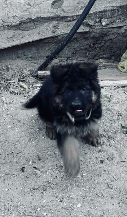 Немецкая овчарка