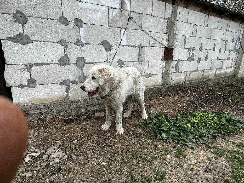 Ciobanesc Asia Centrală