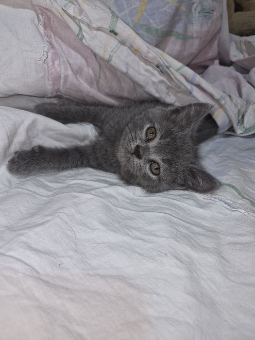 Продажа котят...