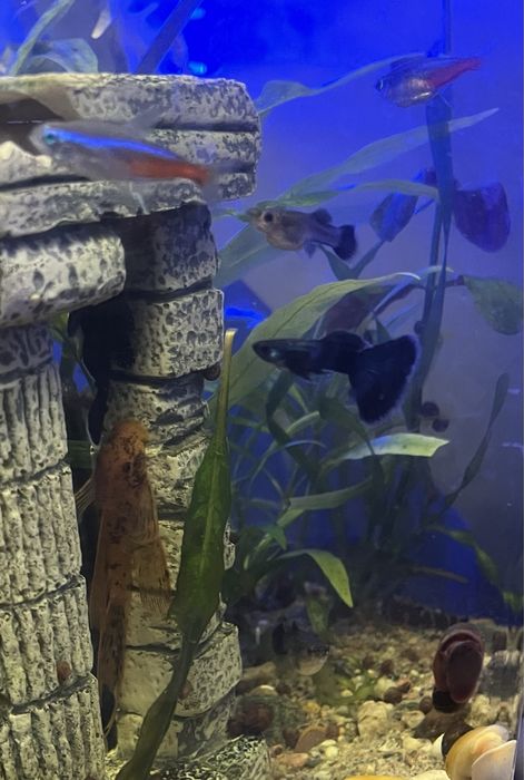 Гуппи московская синяя