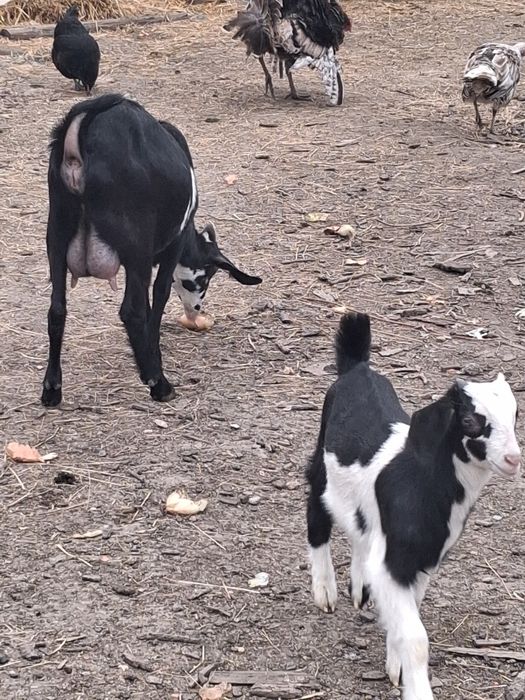 Vand capra cu tapisor