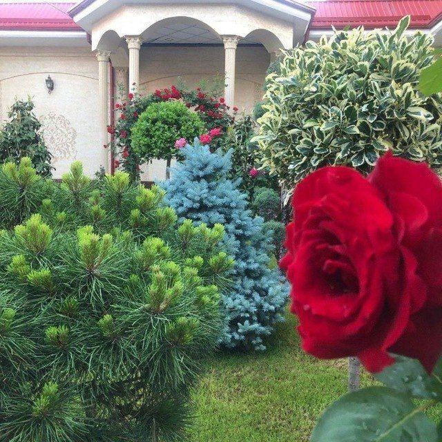 Gazon lanshaft palif hizmatlari bor joyiga qarab kelishgan holda