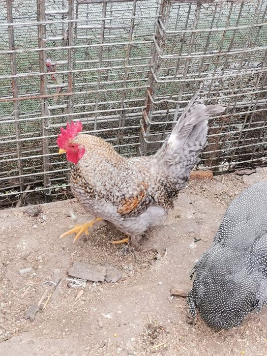 Vând sau schimb cocoși!