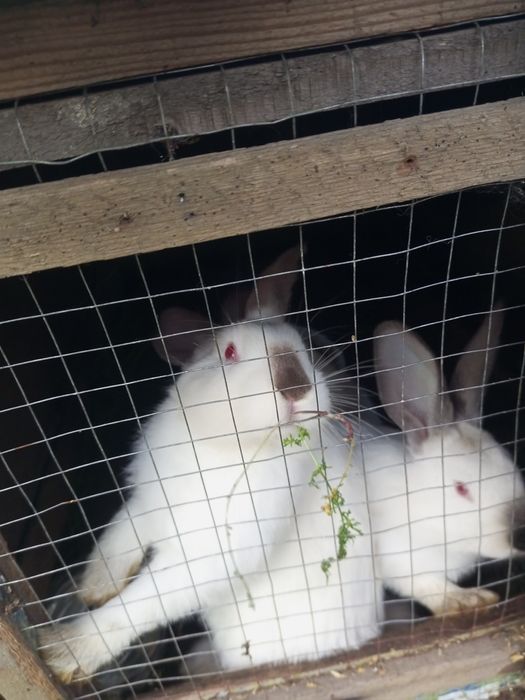 Кролики Калифорния