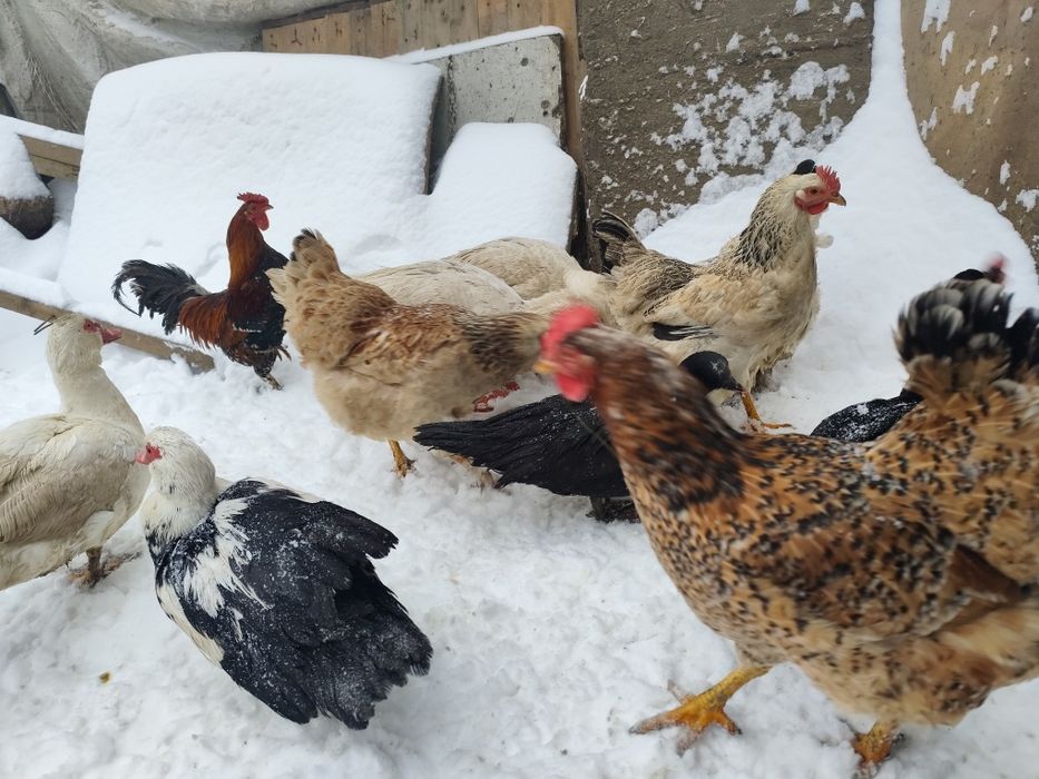 Vând găini și iepuri și rațe