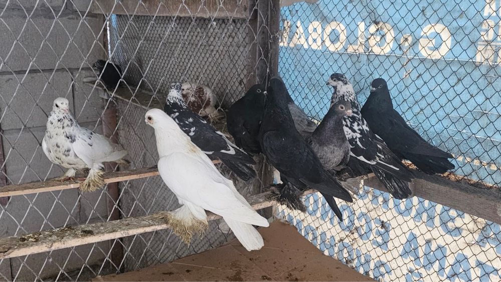 Продам летный Голубей