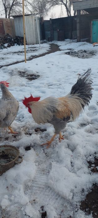 Инкубаторный яйцо Изабелла