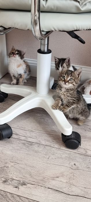 Отдам котят в добрые руки