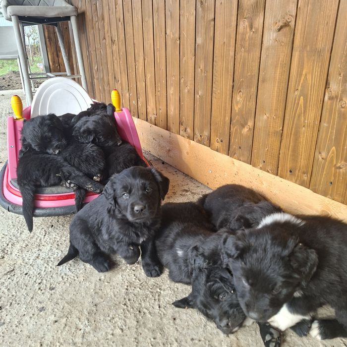 Cățeluși din mama Golden Retriever