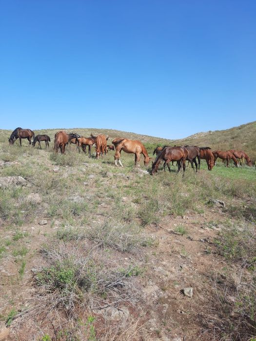 Таза қанды ағылшын сатылады