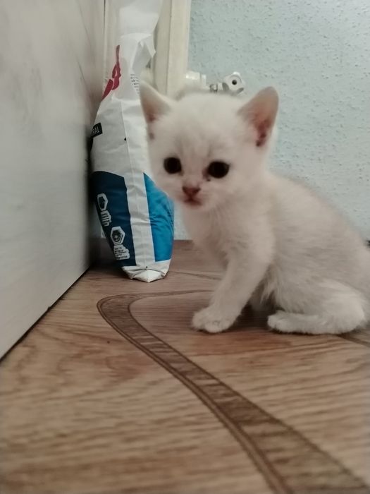 shinshila mushuk bollari