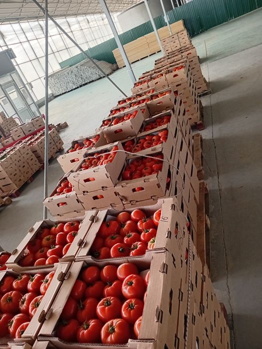 Помидоры оптом made in Kazakhstan