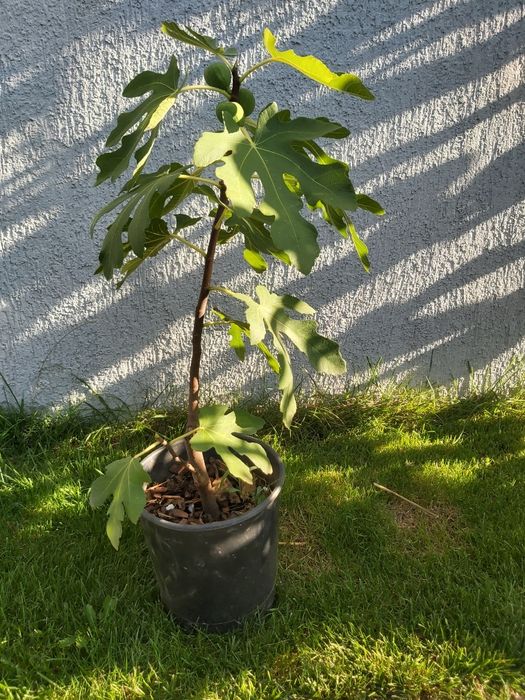 Puiet de Smochin, soiuri diferite