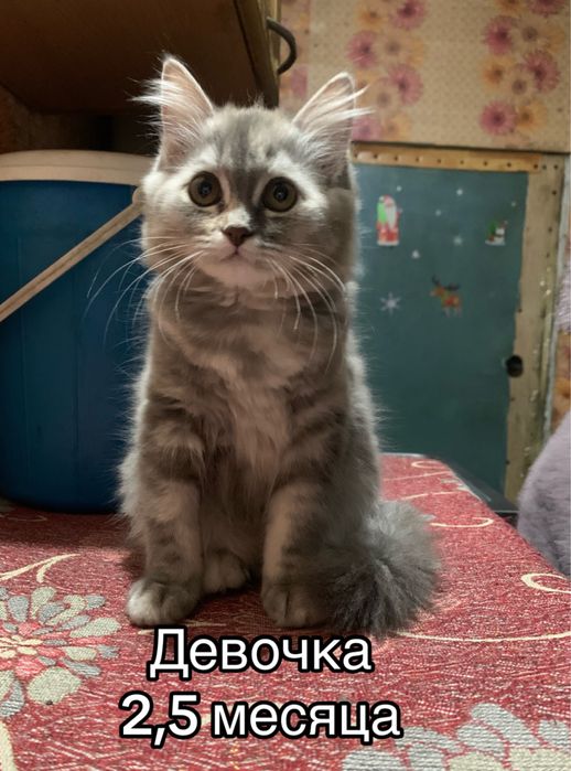 Котята красивые и умные!!