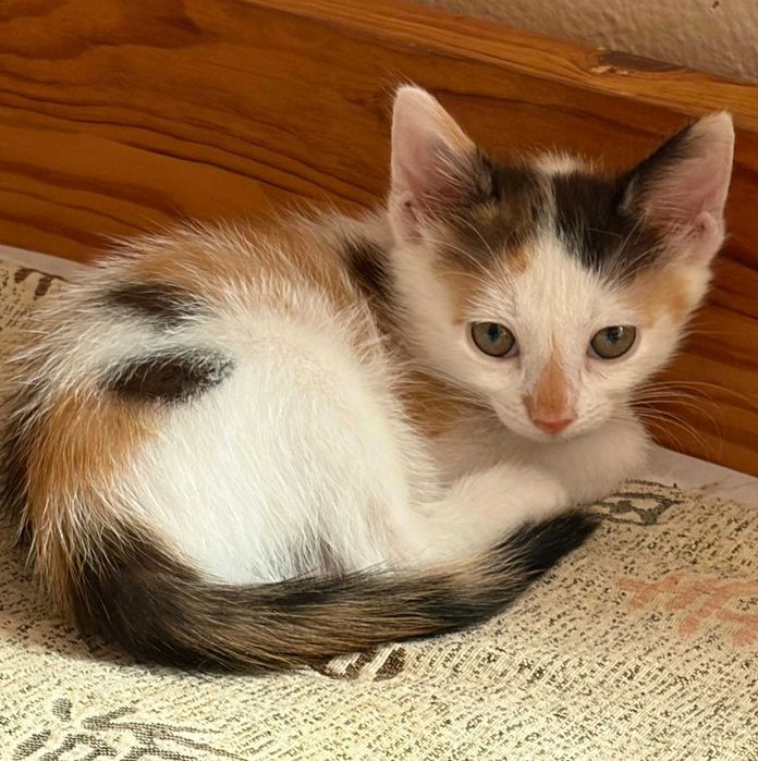 Котенца за осиновяване