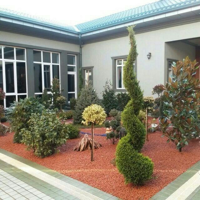 Savdoning gazon xizmati xarxil turdag dekratif daraxtlar