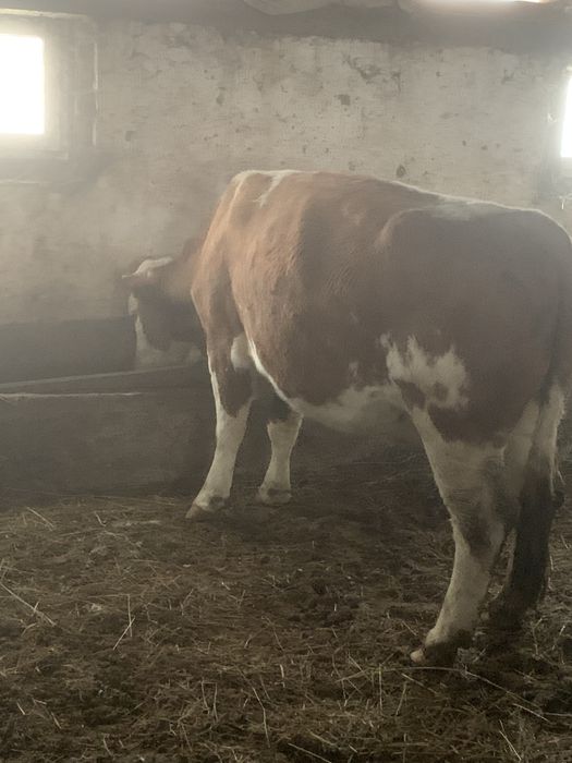 Vaca gestanta 8 luni tanara mare