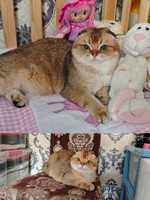 Вязка!!! Шикарный Scottish Fold.