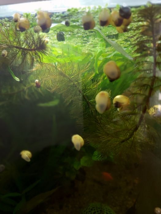 Улитки ампулярии в двух цветах