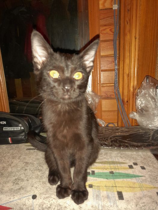 Котенок 3 мес мальчик помесь с ориентальной