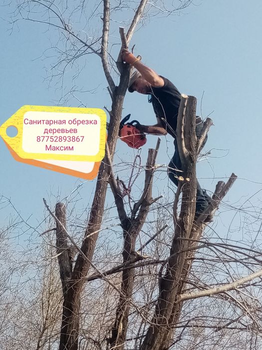 Спилить дерево..