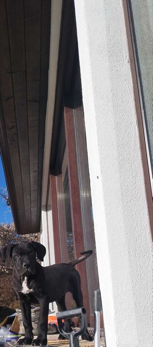 Кане Корсо Италияно