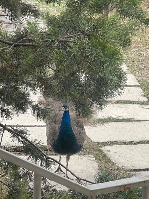 Продем павлина самца