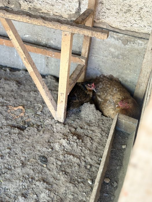 Тауыктар 17штук бари