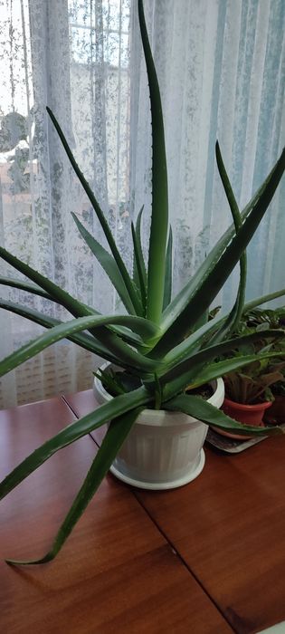 Продам комнатные растения