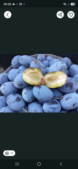 Prune de vanzare