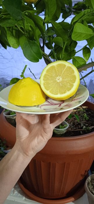 Продам плодоносящий лимон (саженец)