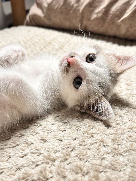 Котенок мальчик .